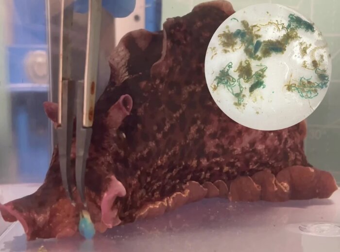 رباتهای نرم جلبکی مناسب برای کاوش در محیطهای دریایی رباتهای نرم جلبکی مناسب برای کاوش در محیطهای دریایی