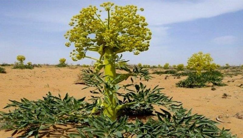 ۲۸ تن شیرابه آنغوزه و باریجه در کهگیلویه و بویراحمد تولید شد ۲۸ تن شیرابه آنغوزه و باریجه در کهگیلویه و بویراحمد تولید شد