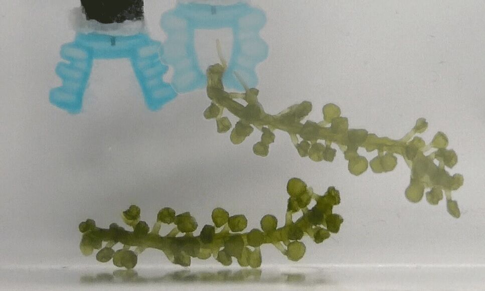 رباتهای نرم جلبکی مناسب برای کاوش در محیطهای دریایی رباتهای نرم جلبکی مناسب برای کاوش در محیطهای دریایی