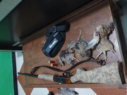 چهار شکارچی در جیرفت دستگیر شدند