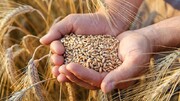 خرید ۲هزار و ۸۷۰ تن گندم بذری در آذربایجان شرقی