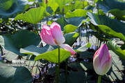 Tulpen in der Lagune