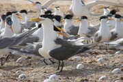 مهاجرت ۵۷ هزار جفت پرنده جوجه‌آور تابستان‌گذران به جزایر شهرستان دیر 