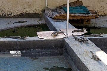 Ferme aux crocodiles à Chabahar dans le sud de l’Iran