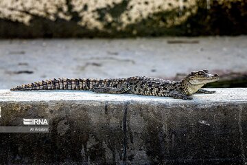 Ferme aux crocodiles à Chabahar dans le sud de l’Iran
