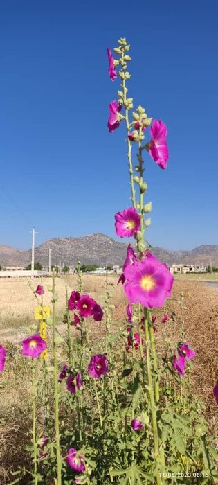  برای آبادانی روستای شهید آباد بیضاء ، برای ایران زیبا 