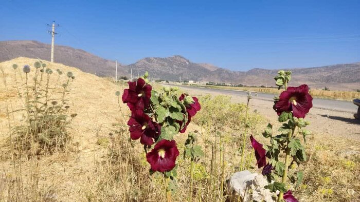  برای آبادانی روستای شهید آباد بیضاء ، برای ایران زیبا 