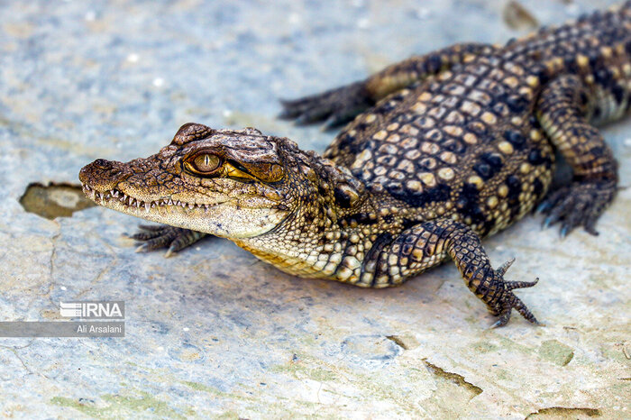 سیلابهای ویرانگر و خشکیهای فرساینده؛ چالشهای دوگانه گاندو