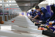نرخ بیکاری در مازندران حدود ۲ درصد کاهش یافت