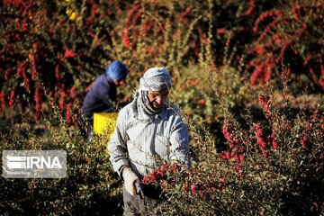 بسیج سازندگی برای ۴۵۰ نفر در هرمزگان شغل ایجاد کرد