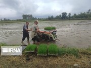 شالیکاران کشت دوم برنج را انجام ندهند