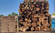 کشف ۲۵ تُن چوب جنگلی صنوبر وتوسکا قاچاق در عباس آباد