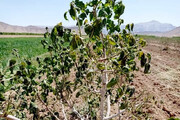 خسارت‌های بخش کشاورزی استان اردبیل از سوی بیمه پرداخت نشده است