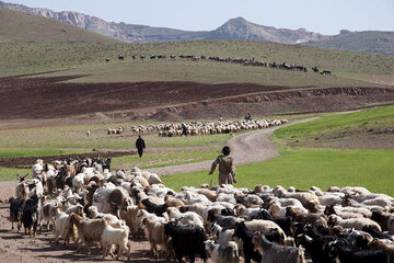 عشایر خراسان جنوبی ۵۷ میلیارد تومان درآمدزایی کردند