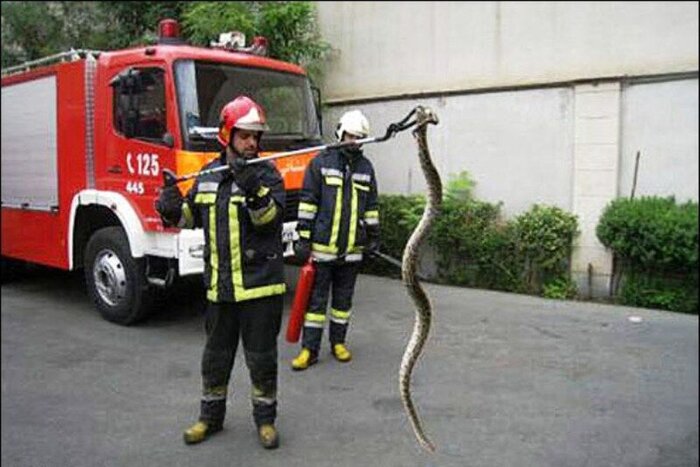 افزایش رویارویی با خزندگان سمی در فصل داغ /۶۹۰ عملیات مارگیری در شیراز