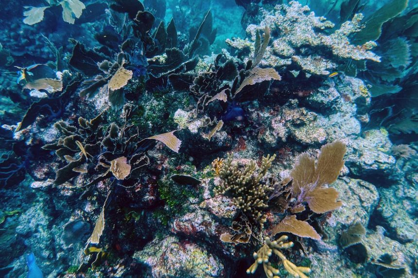 گرم‌شدن اقیانوس‌ها نابودی حیات دریایی را سرعت می‌بخشد
