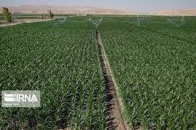 کود یارانه‌ای به محصولات کشاورزی الگوی کشت در ایلام تخصیص می‌ یابد