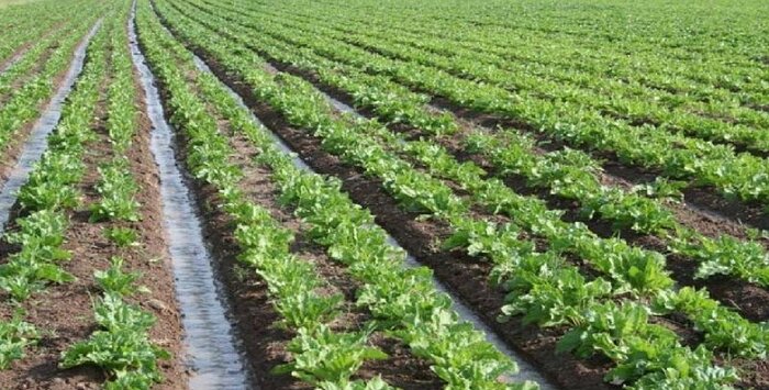 کاهش ۲۷ درصدی مصرف آب در حوضه آبریز دریاچه ارومیه با کمک کشاورزی پایدار