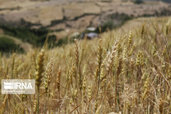 توزیع بذر گواهی‌شده گندم و جو بین کشاورزان استهبانی
