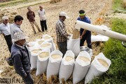 راهبرد وزیر جهاد کشاورزی برای رفع مشکل بازار فروش برنج مازندران چیست