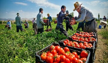 استراتژی‌های بازاریابی برای کشاورزان فارس؛ بکار و بفروش