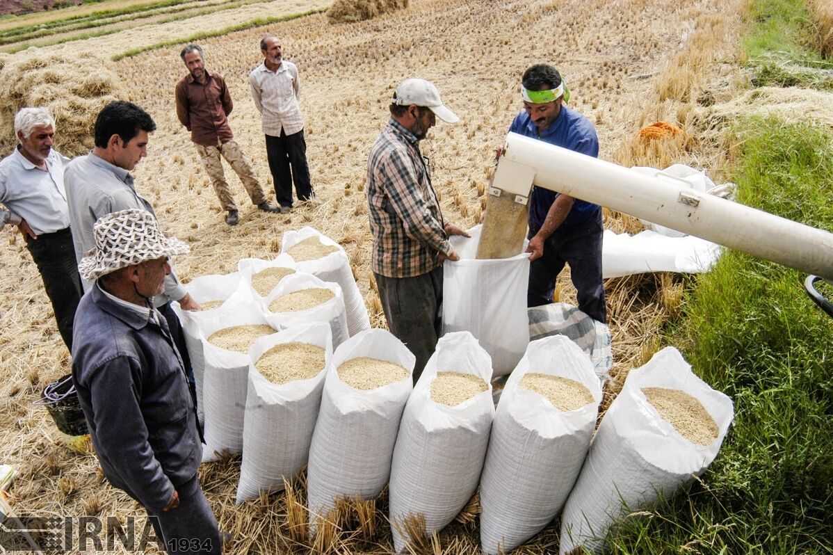 راهبرد وزیر جهاد کشاورزی برای رفع مشکل بازار فروش برنج مازندران چیست