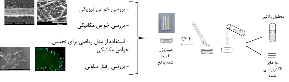ساخت داربستی برای بافت لیفی دیسک بین مهرهای توسط محققان امیرکبیر