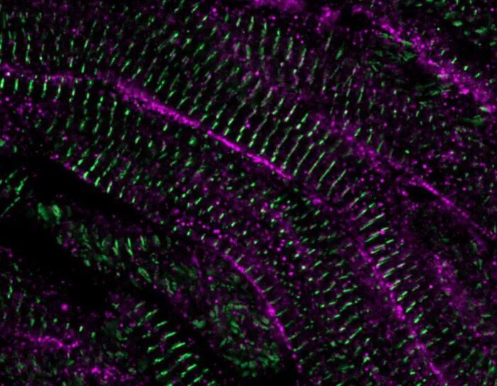 قلب گورخرماهی ۶۰ روز پس از آسیب؛ ساختار سلولهای عضله قلب بطور کامل احیا شده است