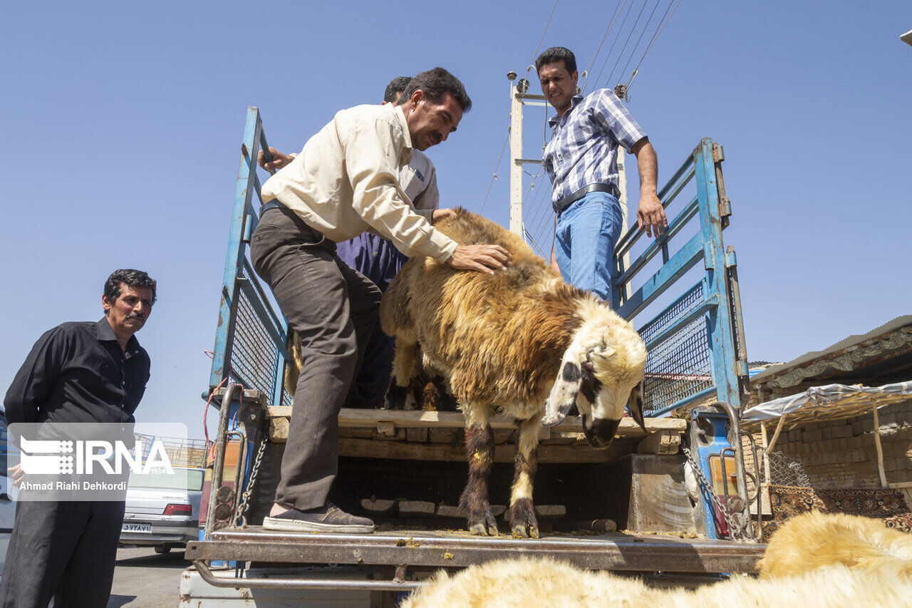 نقل و انتقال دام زنده بدون مجوز در کردستان ممنوع است