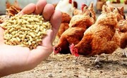 خرید نهاده از بازار آزاد مهمترین عامل افزایش قیمت تمام شده مرغ است