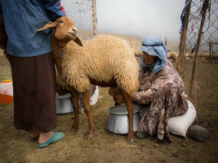 جولان بیماری هزارچهره در تابستان