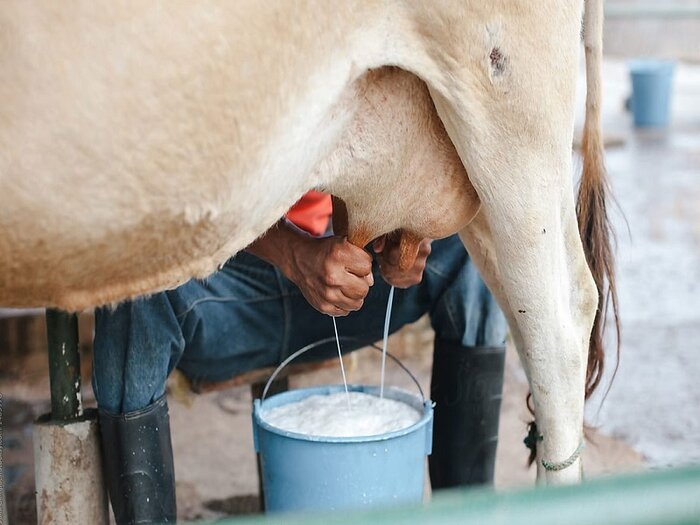 جولان بیماری هزارچهره در تابستان