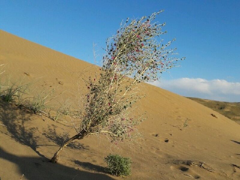 کانون‌های گرد و غبار خراسان رضوی ۲ برابر شد