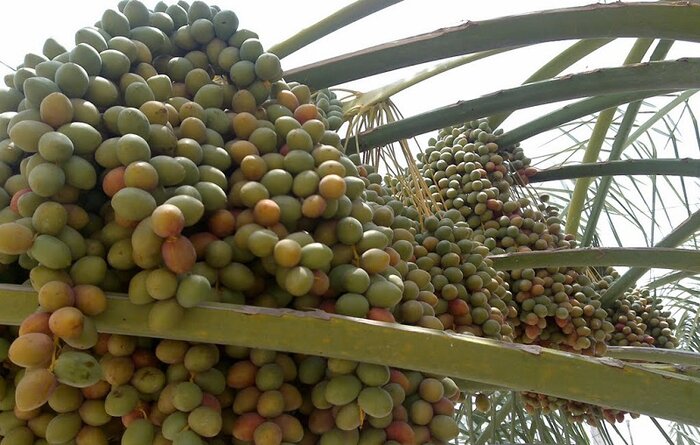 کام شیرین بوشهریها با برداشت نوبرانه رطب