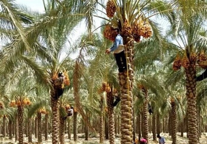 کام شیرین بوشهری‌ها با برداشت نوبرانه رطب