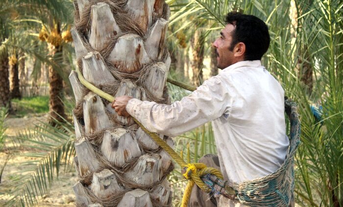 کام شیرین بوشهریها با برداشت نوبرانه رطب