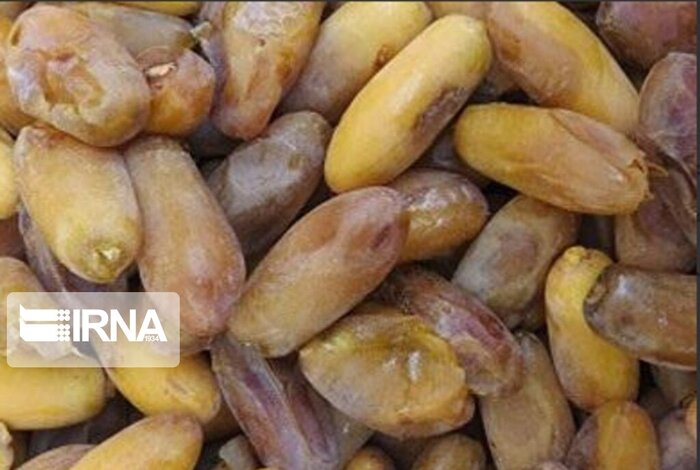 کام شیرین بوشهریها با برداشت نوبرانه رطب