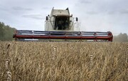 روزنامه ایتالیایی: تعلیق توافق غلات باعث ایجاد بحران غذایی در جهان نخواهد شد