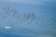 طيور الفلامينغو في بحيرة "مهارلو" جنوب غرب إيران