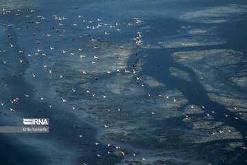 Flamingos in wetlands of Lake Urmia