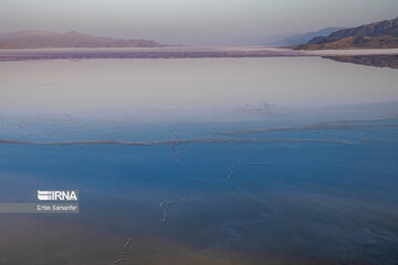 Flamingos in wetlands of Lake Urmia