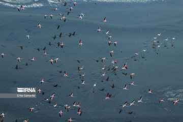 Flamingos in wetlands of Lake Urmia