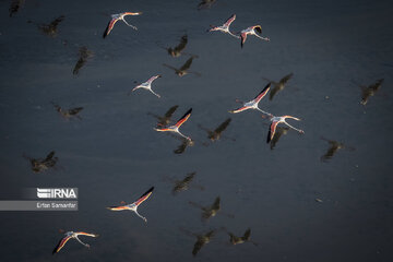 Flamingos in wetlands of Lake Urmia