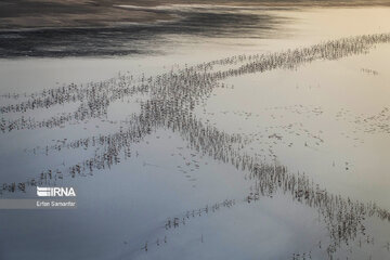 Flamingos in wetlands of Lake Urmia