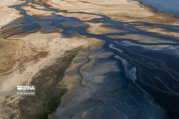 Flamingos in wetlands of Lake Urmia