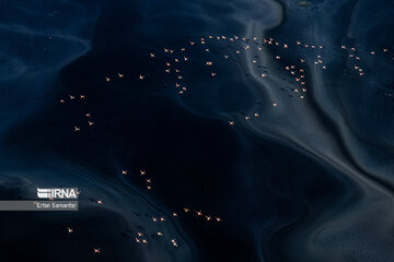 Flamingos in wetlands of Lake Urmia