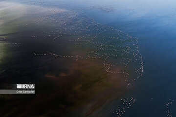 Flamingos in wetlands of Lake Urmia