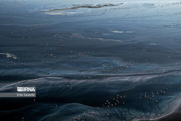 Flamingos in wetlands of Lake Urmia