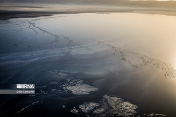 Flamingos in wetlands of Lake Urmia