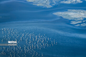 Flamingos in wetlands of Lake Urmia